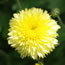 Chrysanthemum morifolium Lemonsota